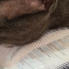 Elisabete Figueiredo—HOMIFY avatar