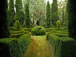 EA20250328-23619 Press profile homify Interior garden Green, Leaf, Nature, Vegetation, Shrub, Garden, Plant community, Hedge, Groundcover, Woody plant