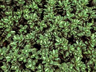EA20250328-23619 Press profile homify Interior garden Green, Groundcover, Succulent plant, Perennial plant, Herb, Stonecrops, Manzanitas, Liverworts, Geraniums, Cinquefoils