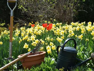 EA20250404-23632 Press profile homify Zen garden Flower, Yellow, Green, Plants, Garden, Petal, Spring, Daffodil, Lawn ornament, Flowering plant