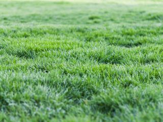 EA20250204-23463 Press profile homify Asian style bathroom Green, Groundcover, Grasses, Lawn, Field, Artificial turf, Agriculture, Sedges