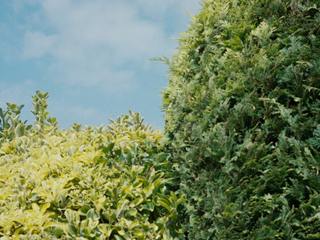 EA20250328-23619 Press profile homify Interior garden Green, Leaf, Vegetation, Shrub, Groundcover, Woody plant, Hedge, Evergreen, Perennial plant, Cupressaceae