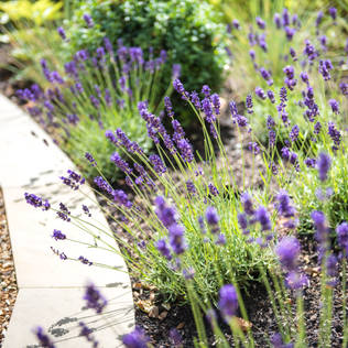 10 winter-prepping tips for your garden 