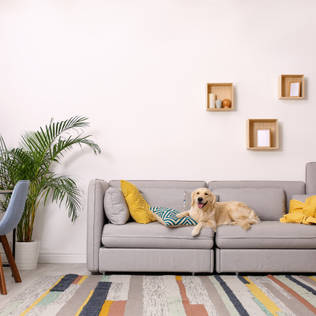 Tips for Picking Out Pet-Friendly Furniture